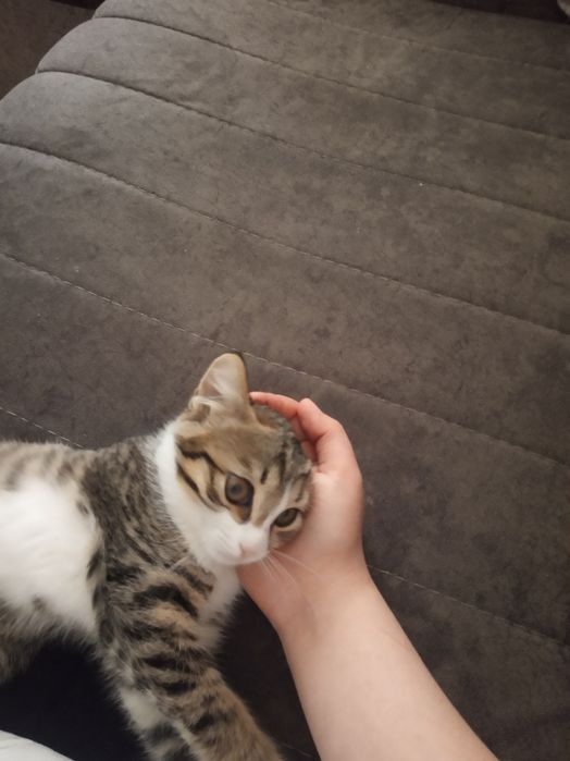Кошка,  4 месячная, Латок
