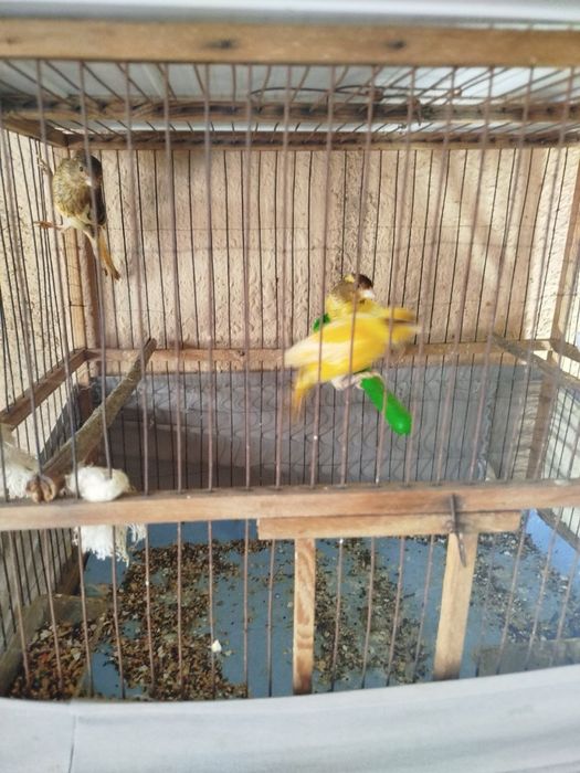 Продаётся Канарейка