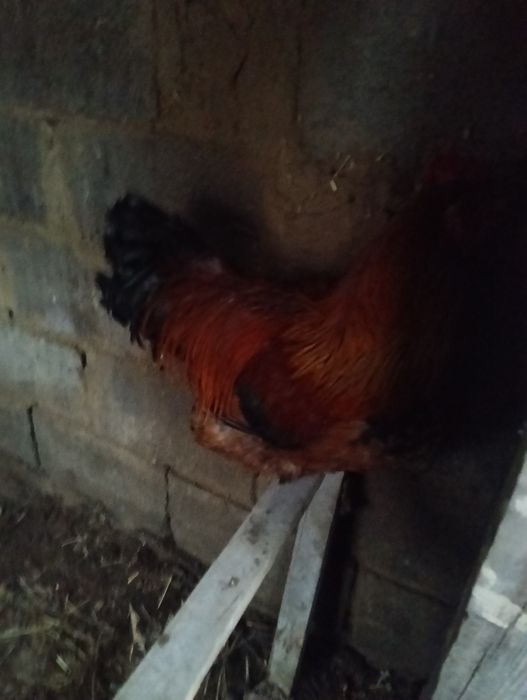 Продам курей семейку