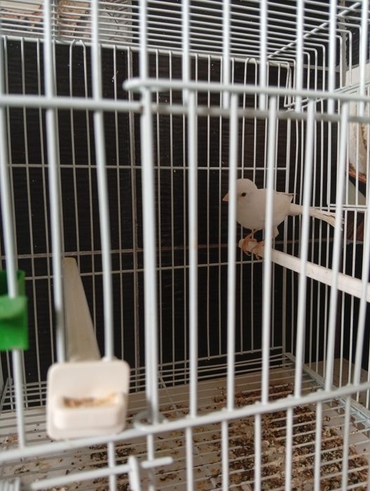 Canari de vânzare
