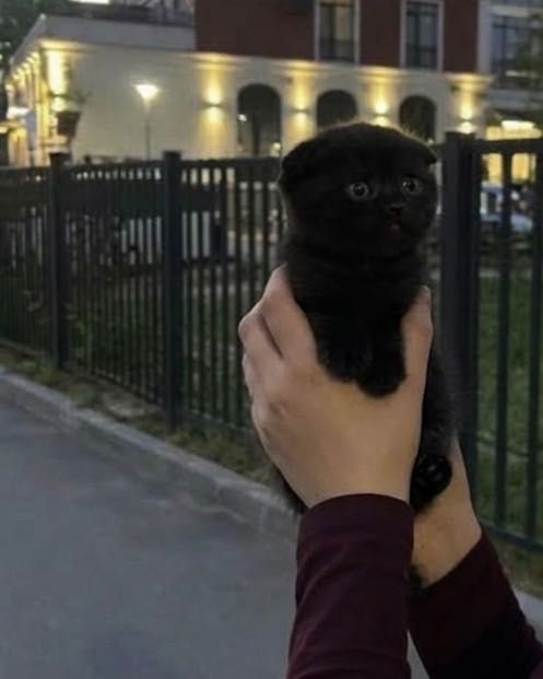 Прелестные котята