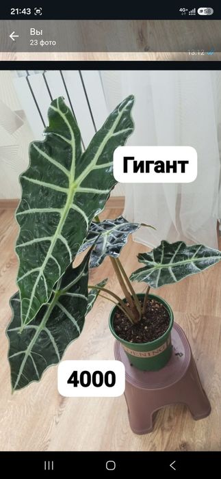 Комнатные цветы разные