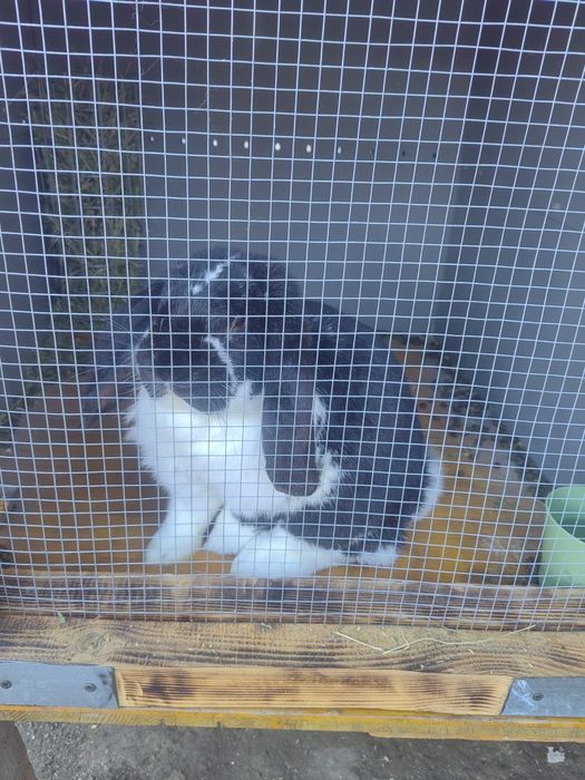 Vând/schimb iepuri!