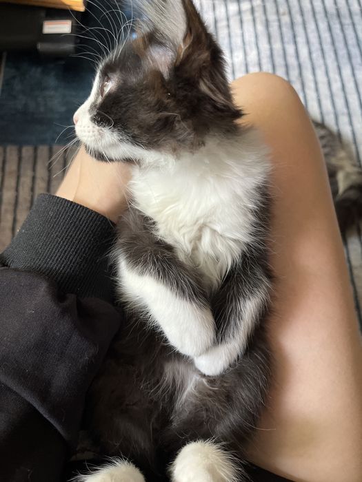 Котята мальчики!