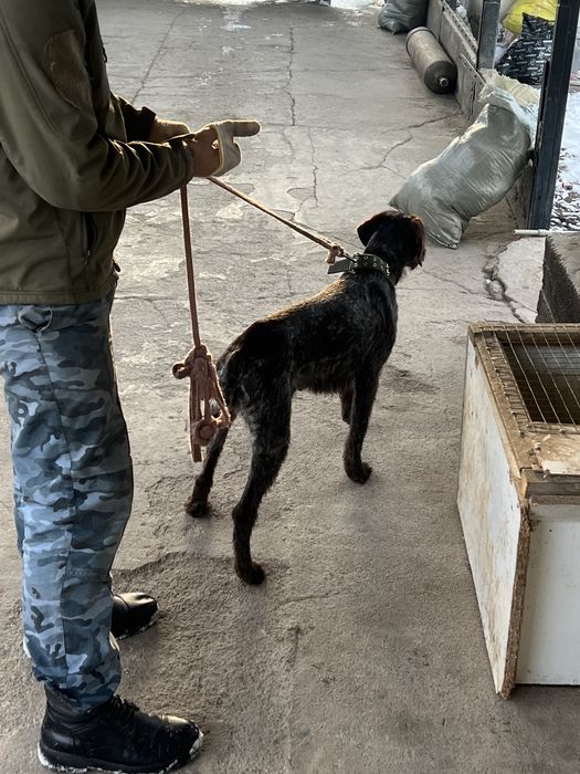 Продам дратхара сучка