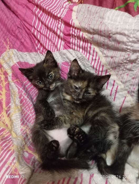 Отдам котят в добрые руки