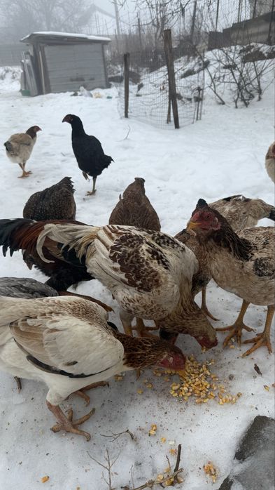 Продаю мощных дакан кур и петухов