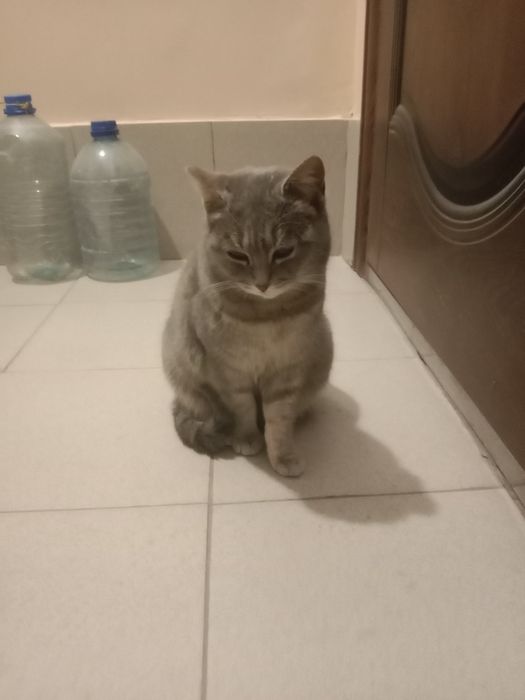 Найдена кошка. .