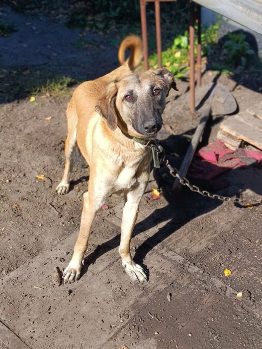 Щенок ищет хозяина !