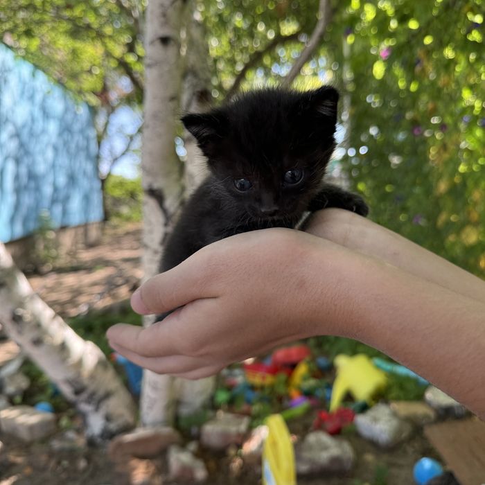 Отдам котят в добрые руки!