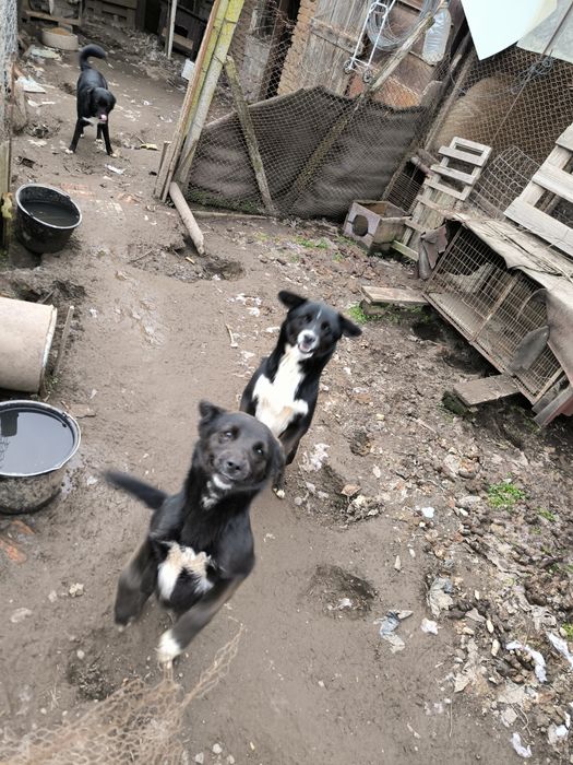 Добро куче търси стопанин