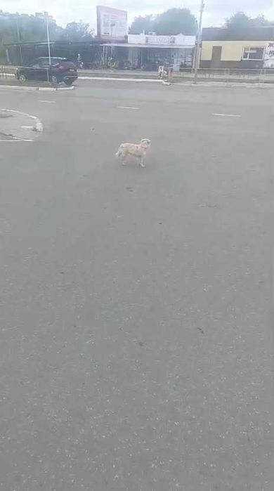 Чья потеряшка? Хозяин, забери!