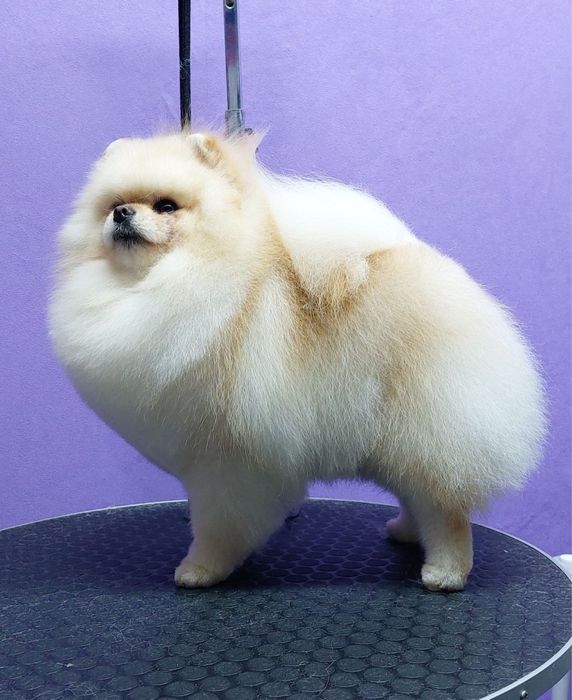 Щенок померанского шпица , девочка