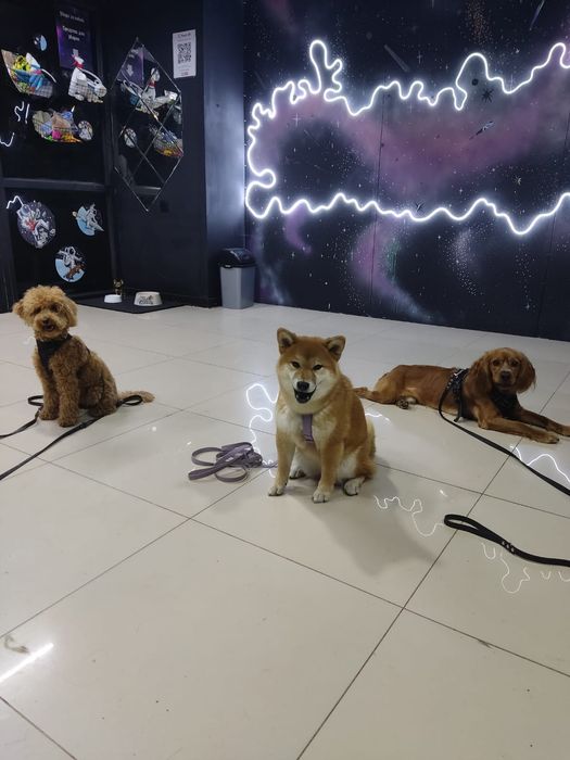 Дрессировка собак- Зоогостиница