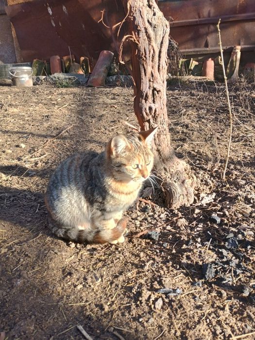 Подарявам женско коте