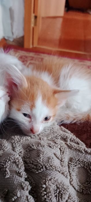 Отдам котят в хорошие руки