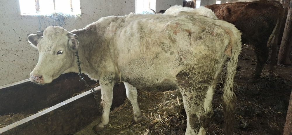 Vaci pentru abator sau de ținut