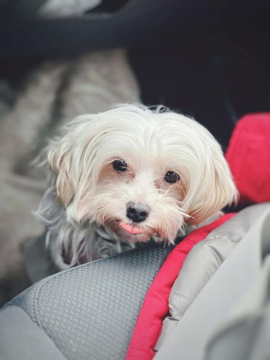 Petsitter dedicat – atenție, grijă și poze în timp real