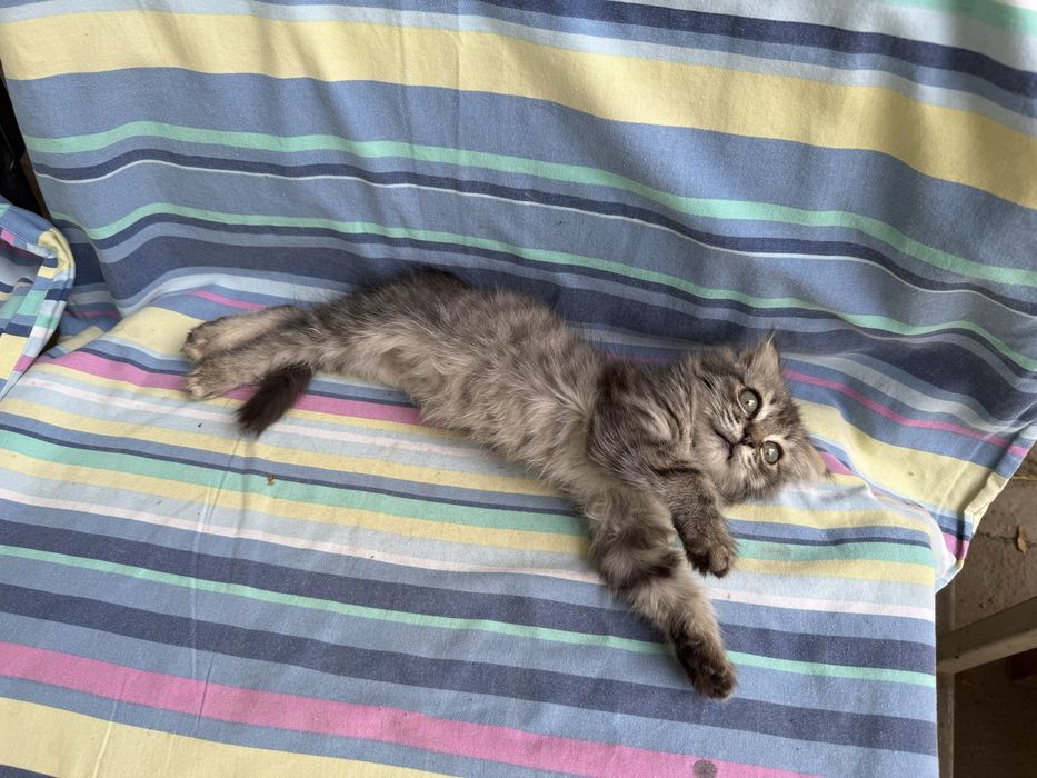 Котенок в добрые руки