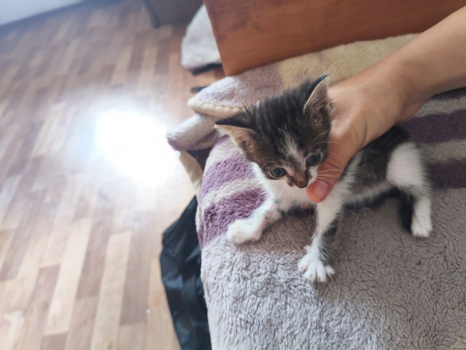 Отдам котят бело серый мальчик коричневая девочка