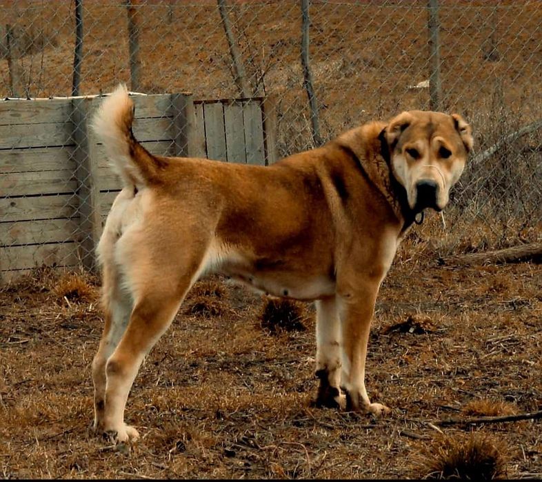 Ciobanesc de asia centrala