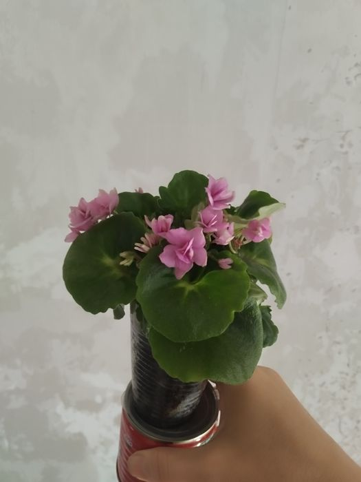 Фиалка на фитилоном поливе