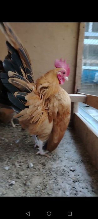 Yosh ayol katta xoroz oladi