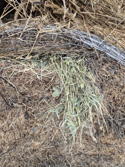 Vând baloți lucernă