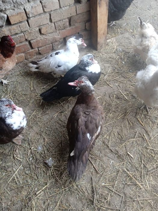 Продам     индоуток