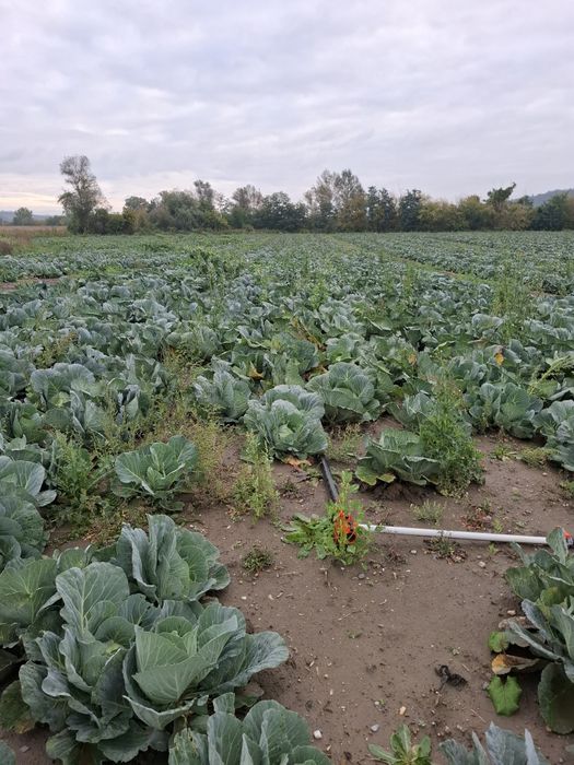 Varza plata cu frunza subtire