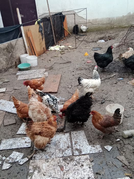 Обмен варианты или продам