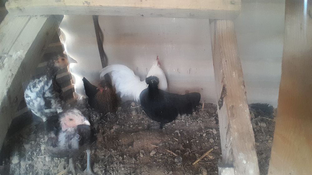 Тауықтар сатылады