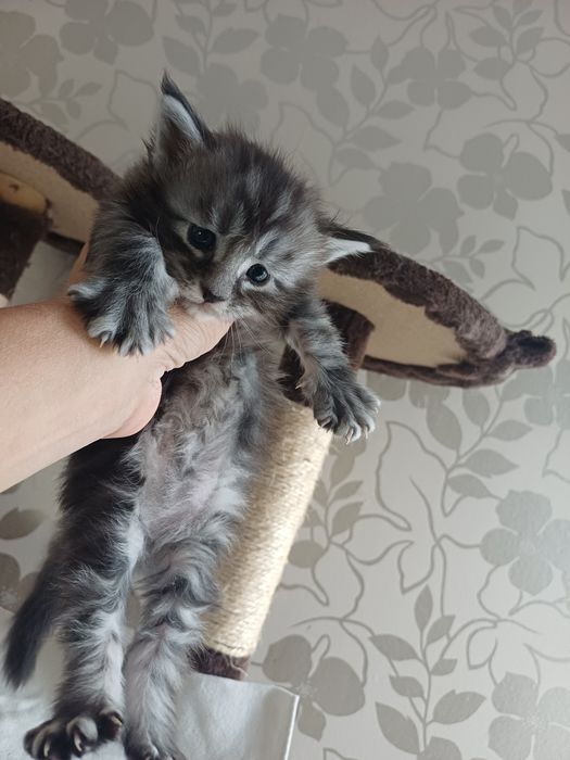 Maine Coon fetita