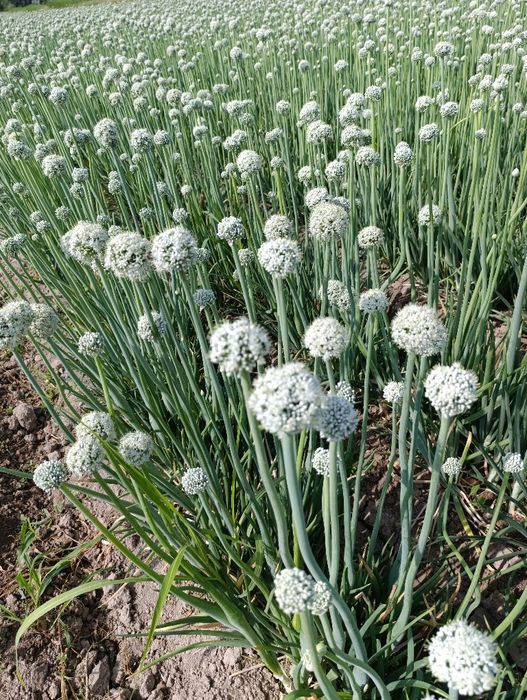 Продам семена лука Пандора 2025 год