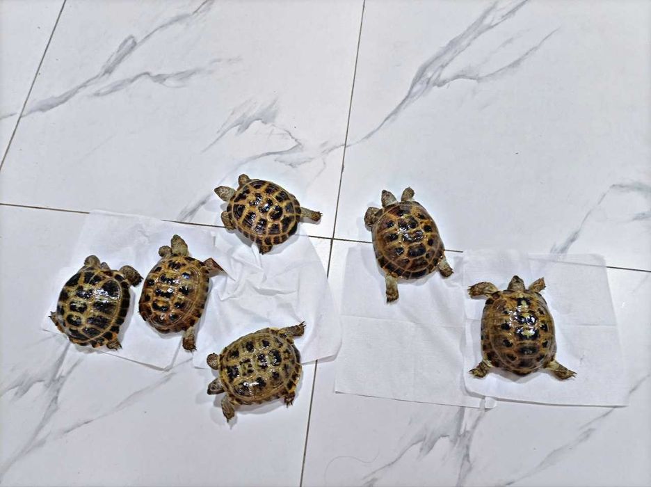 Toshbaqa sotiladi!(Продается черепашки!)