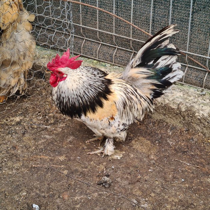 Cocosei pitici de vanzare