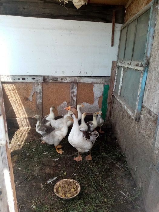 Индюк гуси индоутки