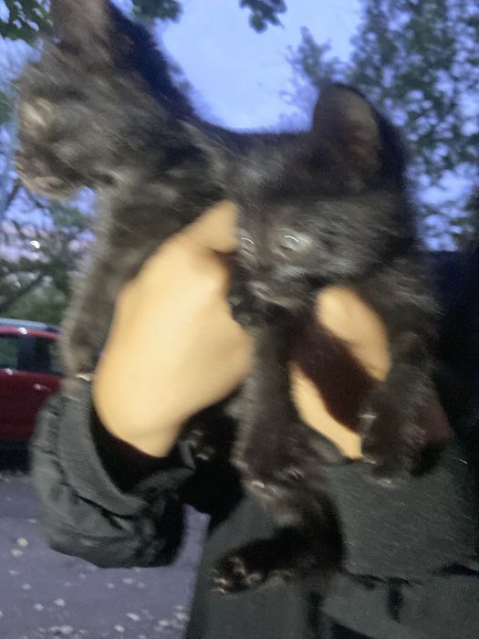 котята отдам в добрые руки