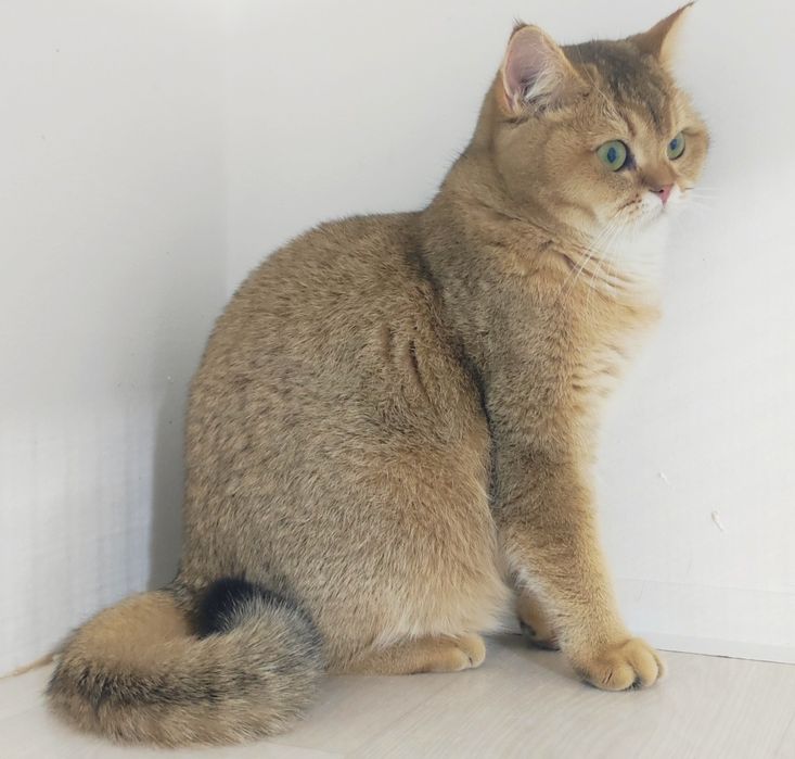 Британские шиншиллы золото 8 мес