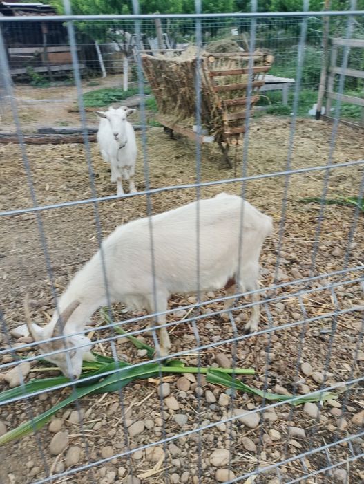 Vând capre cu lapte, ieduțe și ieduț