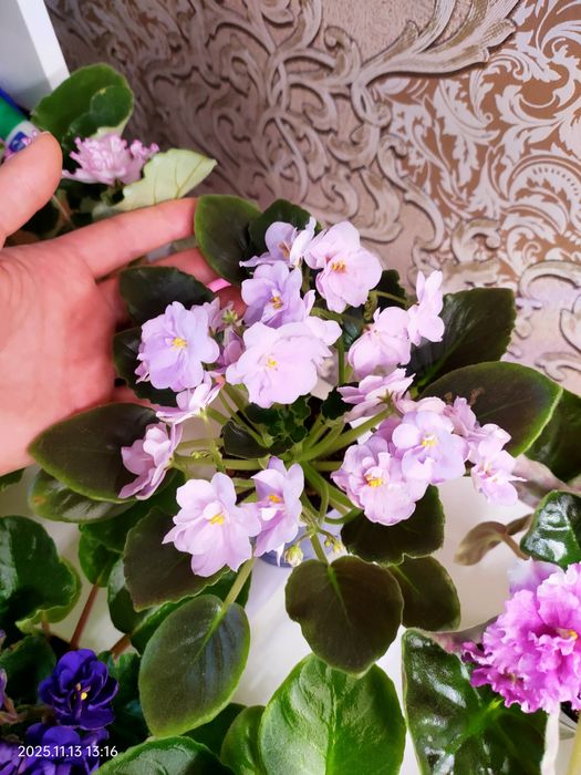 Сортовые фиалки сенполии