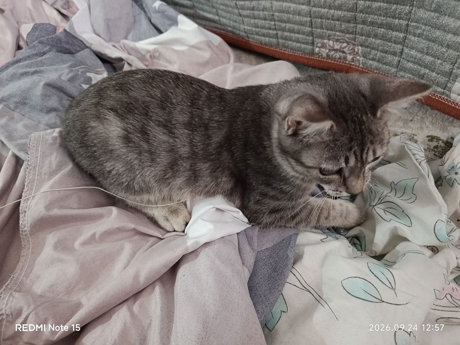 Отдам котика подросток шотландец