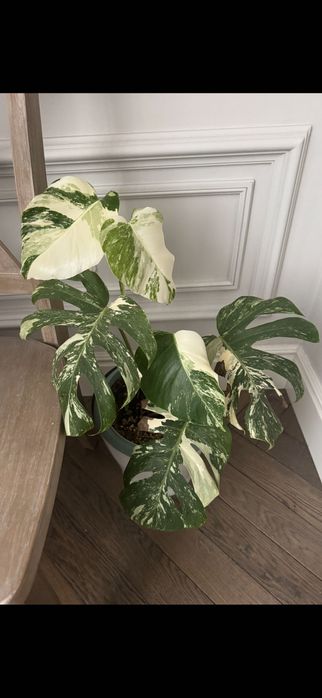 Монстера  альба, монстеры