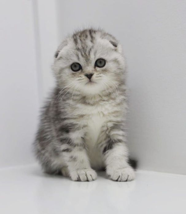 Котята  ОчаРоваШки шОтлАндСкиЕ