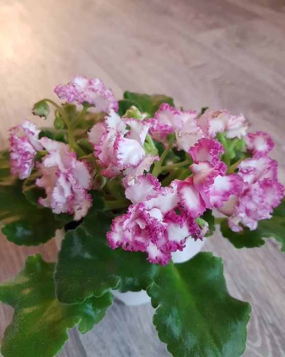 Сортовые Фиалки, детки