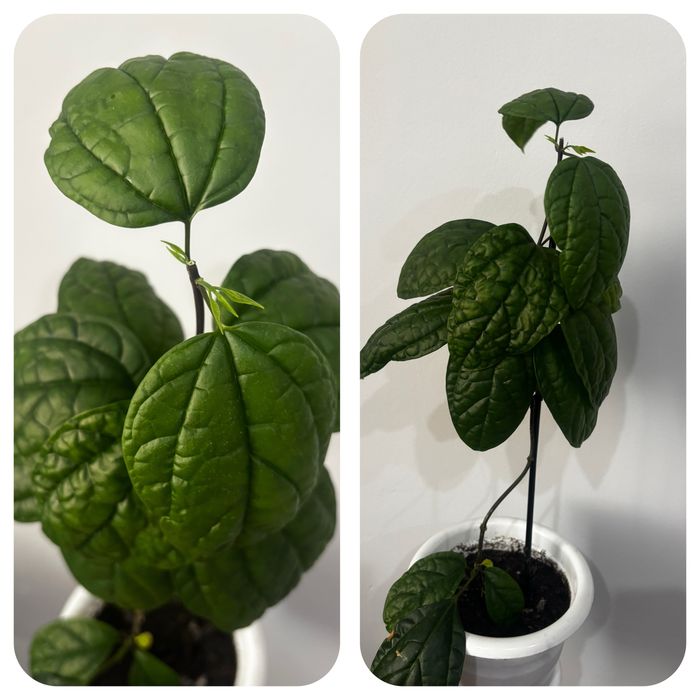 Продам комнатные цветы