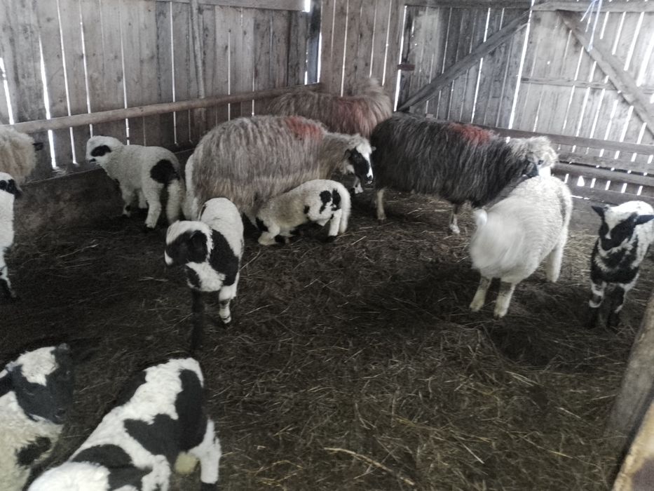 Oi de vînzare țurcane Bistrița Năsăud