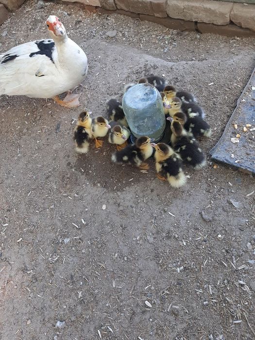 Продаётся индоутка и 15 утятами
