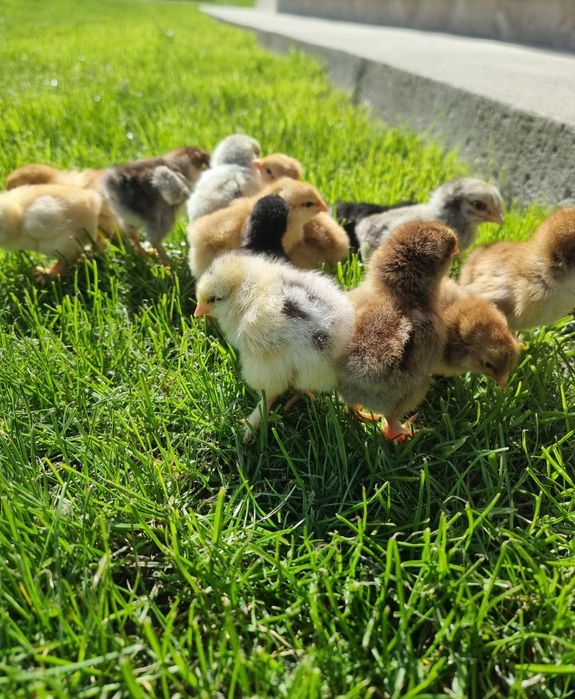 Pui de gaina de vanzare