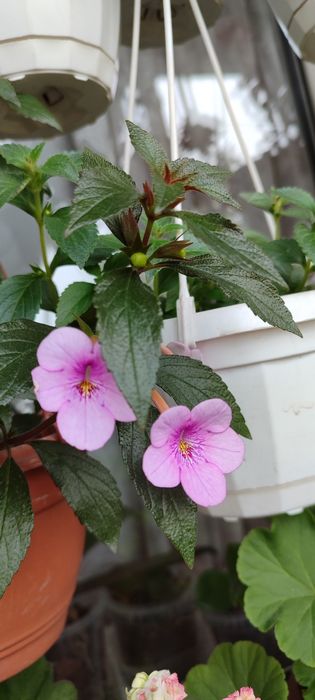 Ахименес,  красивые